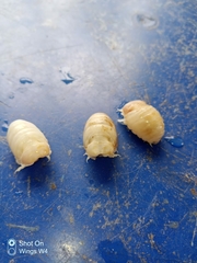 Cymothoida