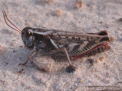 Melanoplus gladstoni