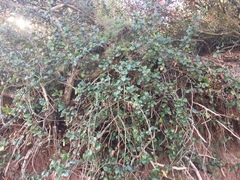 Ribes viburnifolium
