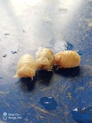 Cymothoida