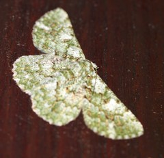Aeolochroma hypochromaria