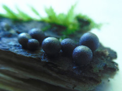 Lycogala exiguum