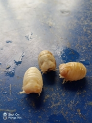 Cymothoida