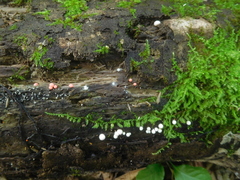 Lycogala exiguum