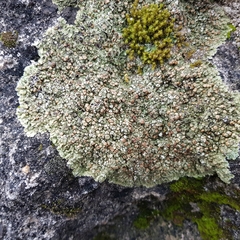 Squamarina cartilaginea