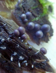 Lycogala exiguum