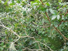 Berberis laurina