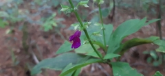 Salvia kellermanii