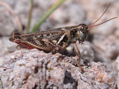 Melanoplus gladstoni
