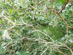 Berberis laurina