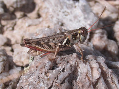 Melanoplus gladstoni