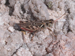 Melanoplus gladstoni