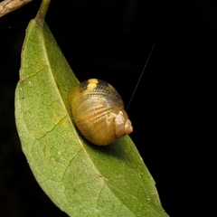 Simpulopsis