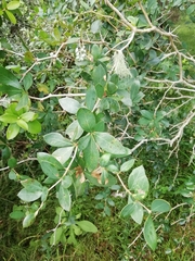 Berberis laurina