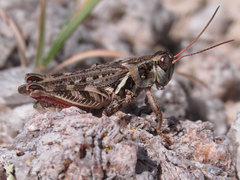 Melanoplus gladstoni