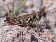 Melanoplus gladstoni