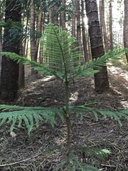 Araucaria heterophylla