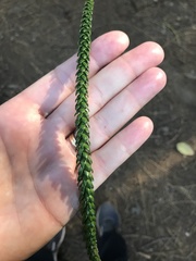 Araucaria heterophylla
