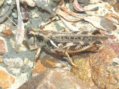 Melanoplus gladstoni