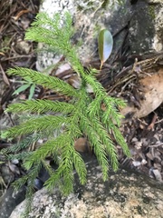 Araucaria heterophylla