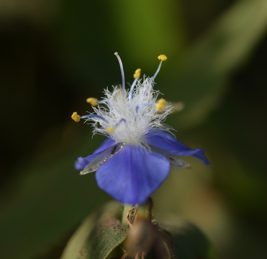 Ivoniella guatemalensis