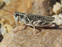 Melanoplus gladstoni