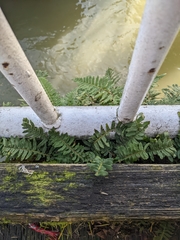 Polypodium glycyrrhiza