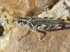 Melanoplus gladstoni