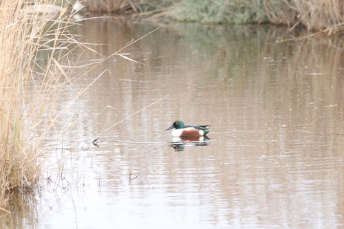 Canard souchet, mâle