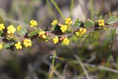 Acacia pravifolia