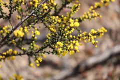 Acacia pravifolia