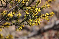 Acacia pravifolia