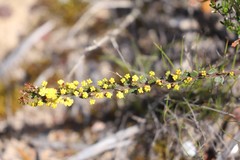 Acacia pravifolia