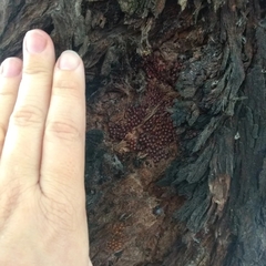 Pachylis argentinus