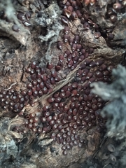 Pachylis argentinus
