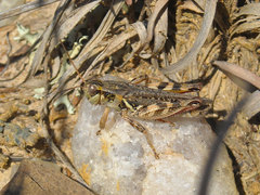 Melanoplus gladstoni