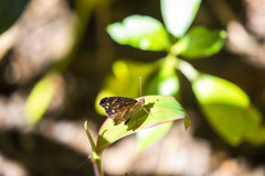 Anthanassa atronia
