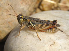 Melanoplus gladstoni
