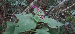 Salvia dorisiana