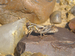 Melanoplus gladstoni