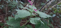 Salvia dorisiana