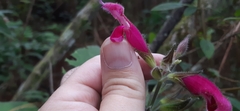 Salvia dorisiana