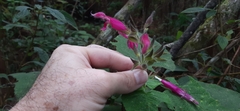 Salvia dorisiana