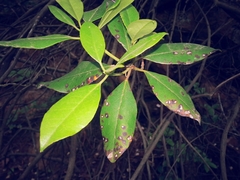 Rhododendron carolinianum