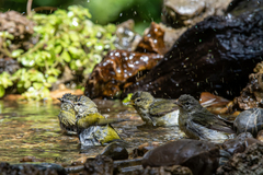 Leiothlypis peregrina