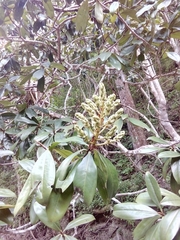 Ardisia revoluta