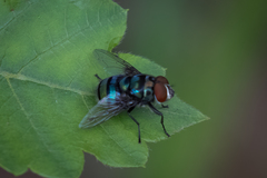 Chrysomya chloropyga