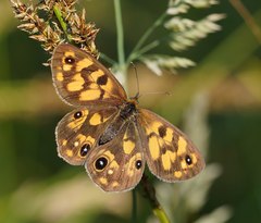 Heteronympha cordace