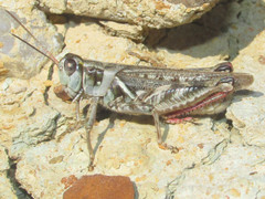 Melanoplus gladstoni