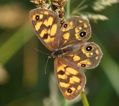 Heteronympha cordace